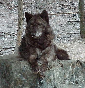 20091004175429-black-wolf1.jpg